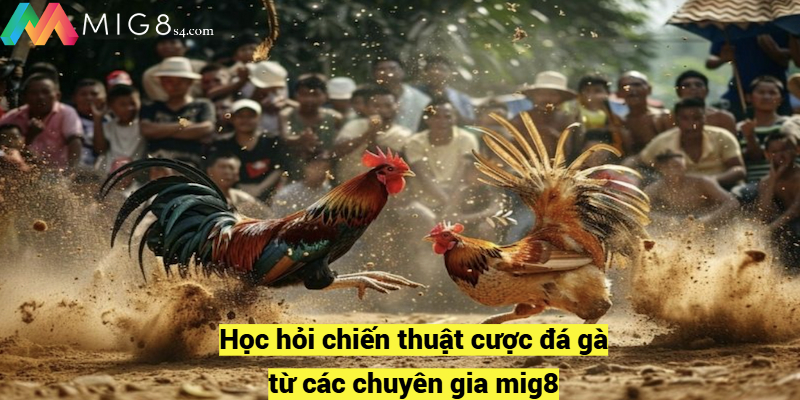 Học hỏi chiến thuật cược đá gà từ các chuyên gia mig8