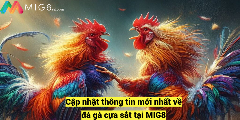 Cập nhật thông tin mới nhất về đá gà cựa sắt tại MIG8